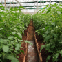 tomato-plants-geaf3a08f5_1920.jpg