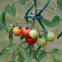 tomatoes-gc2a72f122_1920.jpg